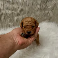 Ranger  Micro-Mini, a male Miniature Goldendoodle for sale in Donna, TX – Photo 2 of 6