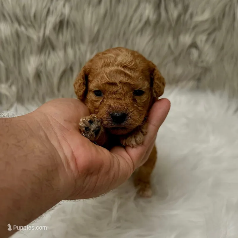 Ranger  Micro-Mini – Miniature Goldendoodle puppy for sale in Donna, TX