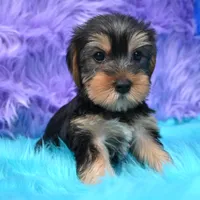 Jen , a female Yorkshire Terrier for sale in Donna, TX – 2 of 10
