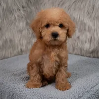 Hank Micro Mini, a male Miniature Goldendoodle for sale in Donna, TX – 3 of 6