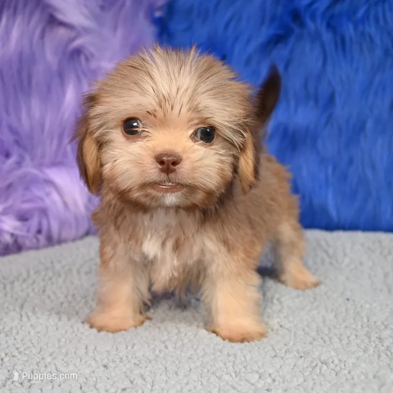Baxter , a male Shihpoo for sale in Donna, TX – 1 of 10