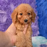 Minnie , a female Cockapoo for sale in Donna, TX – 3 of 10