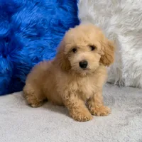 Max, a male Miniature Goldendoodle for sale in Donna, TX – 6 of 7