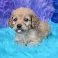 Perla , a female Cockapoo for sale in Donna, TX – 6 of 8