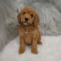 Harley , a male Miniature Goldendoodle for sale in Donna, TX – Photo 7 of 8