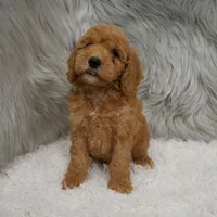 Harley , a male Miniature Goldendoodle for sale in Donna, TX – Photo 6 of 8