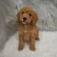Harley , a male Miniature Goldendoodle for sale in Donna, TX – Photo 3 of 8