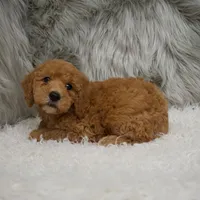 Harley , a male Miniature Goldendoodle for sale in Donna, TX – Photo 4 of 8