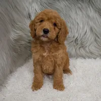Harley , a male Miniature Goldendoodle for sale in Donna, TX – Photo 8 of 8