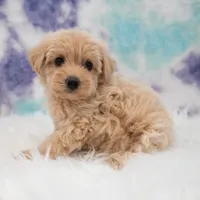 Callie , a female Maltipoo for sale in Donna, TX – 6 of 6