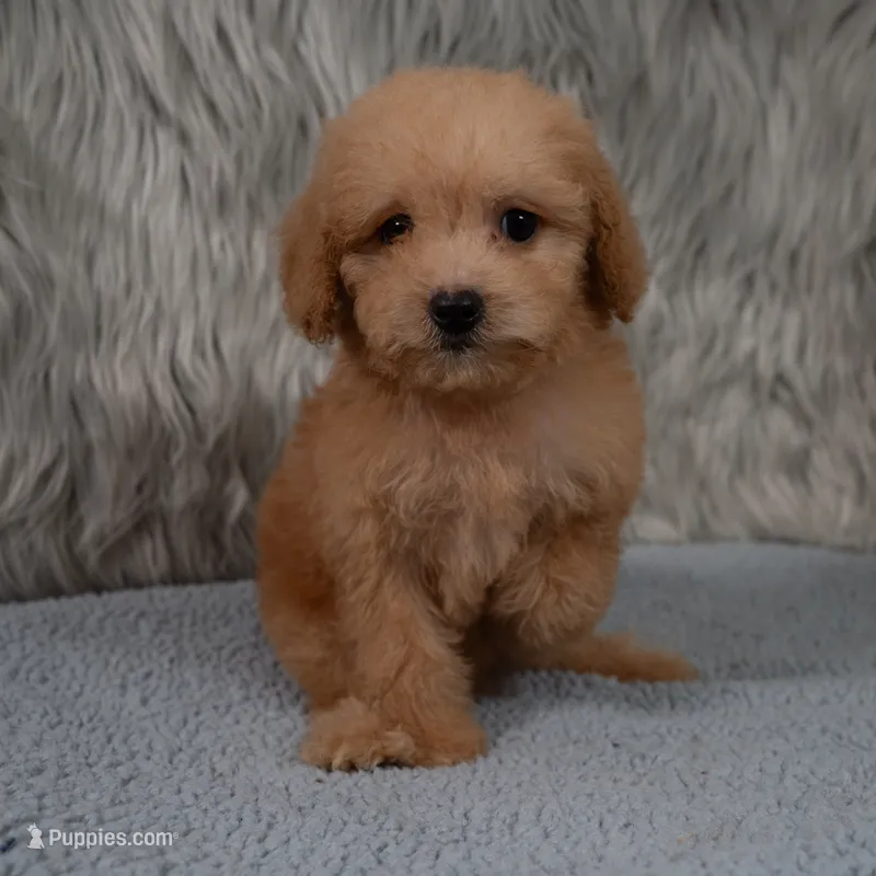 Abby Micro-Mini – Miniature Goldendoodle puppy for sale in Donna, TX