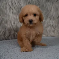 Abby Micro-Mini, a female Miniature Goldendoodle for sale in Donna, TX – 1 of 7