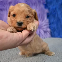 Rusty, a male Cavapoo for sale in Donna, TX – 9 of 10