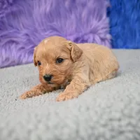 Bentley - 7 day return guarantees, a male Cavapoo for sale in Donna, TX – 10 of 10