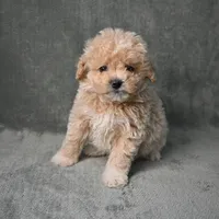 Shadow, a male Maltipoo for sale in Donna, TX – 10 of 10