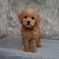 Hank Micro Mini, a male Miniature Goldendoodle for sale in Donna, TX – 5 of 6