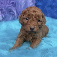 karina, a female Poodle - Miniature  for sale in Donna, TX – 1 of 10