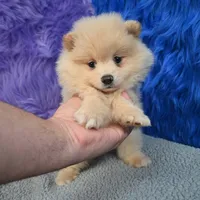 Remy, a male Pomeranian for sale in Donna, TX – 10 of 10