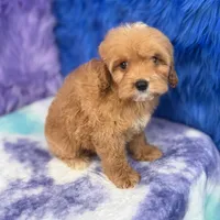 Scout , a male Cavapoo for sale in Donna, TX – 3 of 10