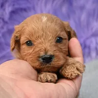 Apollo, a male Cavapoo for sale in Donna, TX – 4 of 10