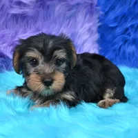 Cooper, a male Yorkshire Terrier for sale in Donna, TX – 2 of 10