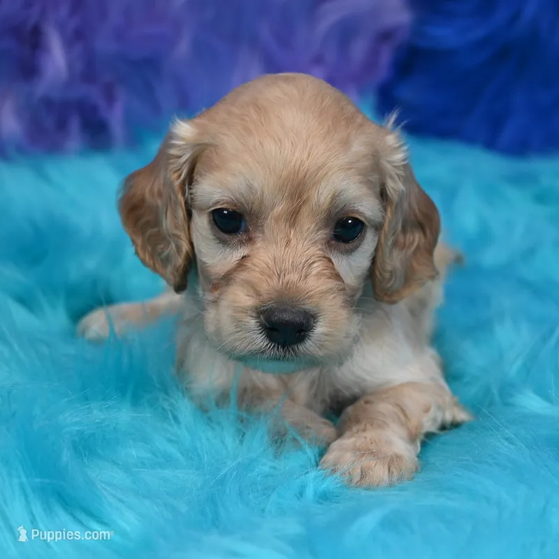 Annie  – Cockapoo puppy for sale in Donna, TX