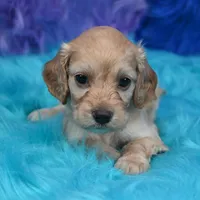 Annie , a female Cockapoo for sale in Donna, TX – 1 of 7