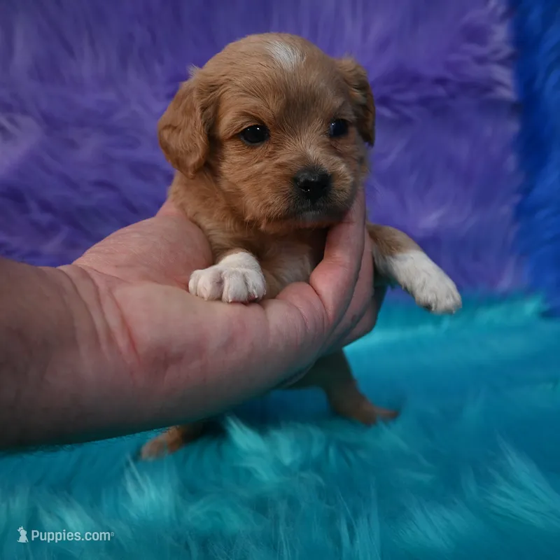 Chloe  – Cavapoo puppy for sale in Donna, TX