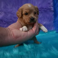 Chloe , a female Cavapoo for sale in Donna, TX – 1 of 5