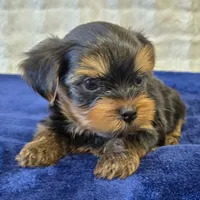 3939, a male Yorkshire Terrier for sale in Donna, TX – 6 of 10