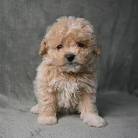 Shadow, a male Maltipoo for sale in Donna, TX – 3 of 10