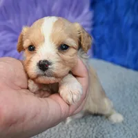 Moose - 7 day return guarantees, a male Cavapoo for sale in Donna, TX – 10 of 10