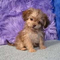 Sergio - Malshipoo, a male Shihpoo for sale in Donna, TX – 3 of 10