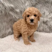 Blue , a male Miniature Goldendoodle for sale in Donna, TX – Photo 8 of 8