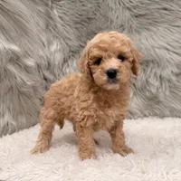 Blue , a male Miniature Goldendoodle for sale in Donna, TX – Photo 4 of 8