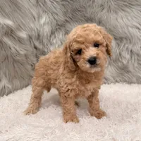 Blue , a male Miniature Goldendoodle for sale in Donna, TX – Photo 1 of 8