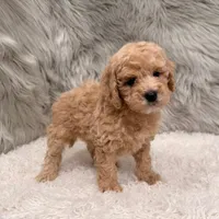 Blue , a male Miniature Goldendoodle for sale in Donna, TX – Photo 2 of 8