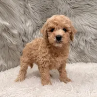 Blue , a male Miniature Goldendoodle for sale in Donna, TX – Photo 3 of 8