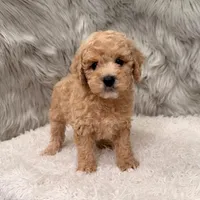 Blue , a male Miniature Goldendoodle for sale in Donna, TX – Photo 5 of 8