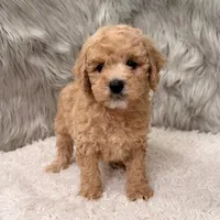 Blue , a male Miniature Goldendoodle for sale in Donna, TX – Photo 7 of 8