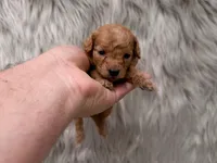 Lily  Micro-Mini, a female Miniature Goldendoodle for sale in Donna, TX – Photo 6 of 6