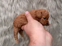 Lily  Micro-Mini, a female Miniature Goldendoodle for sale in Donna, TX – Photo 5 of 6