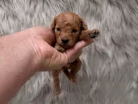 Lily  Micro-Mini, a female Miniature Goldendoodle for sale in Donna, TX – Photo 3 of 6