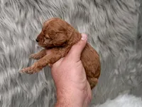 Lily  Micro-Mini, a female Miniature Goldendoodle for sale in Donna, TX – Photo 4 of 6