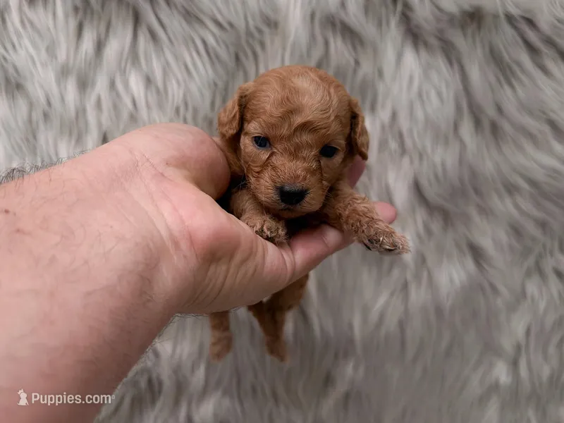 Lily  Micro-Mini – Miniature Goldendoodle puppy for sale in Donna, TX
