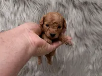 Lily  Micro-Mini, a female Miniature Goldendoodle for sale in Donna, TX – Photo 1 of 6