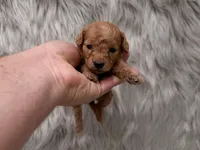 Lily  Micro-Mini, a female Miniature Goldendoodle for sale in Donna, TX – Photo 2 of 6
