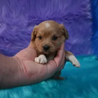 Chloe , a female Cavapoo for sale in Donna, TX – 3 of 5