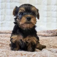 Angel , a female Yorkshire Terrier for sale in Donna, TX – 9 of 10