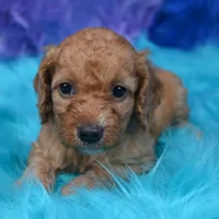 Minnie , a female Cockapoo for sale in Donna, TX – 3 of 8